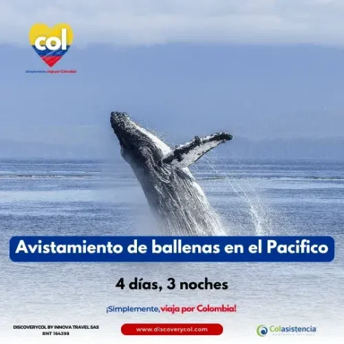 Avistamiento de ballenas en el Pacifico Cuadrada